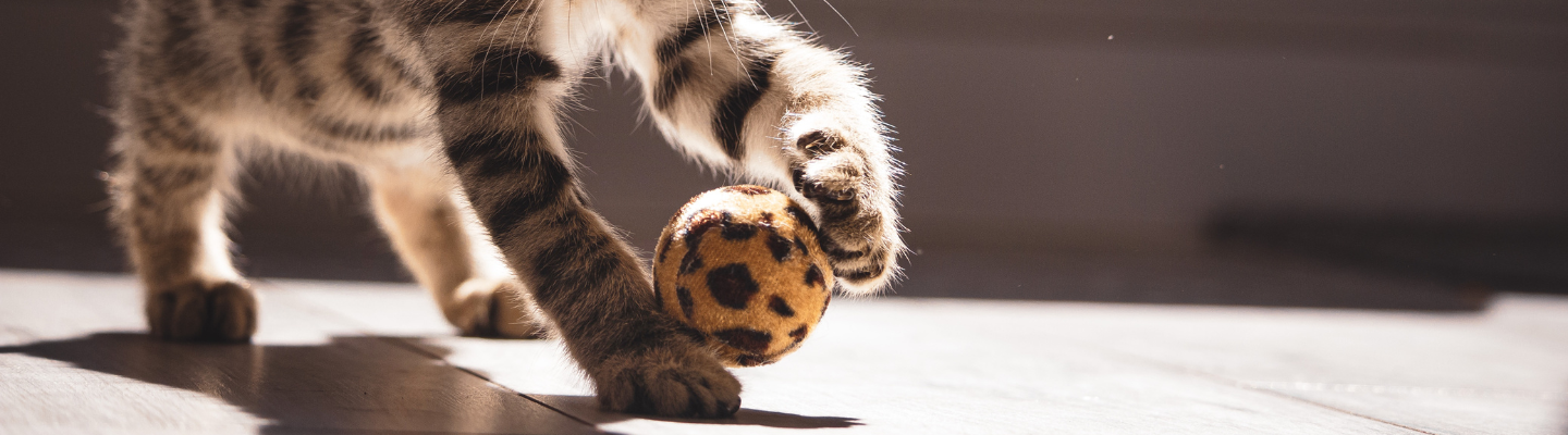 Balls For Cats and Kittens