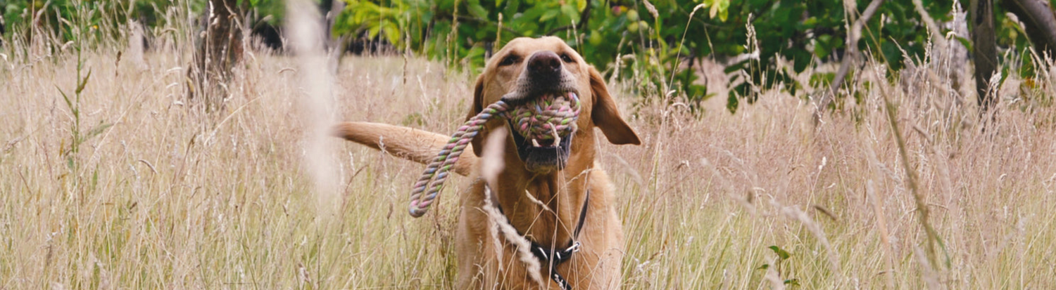 Rope Toys for Dogs