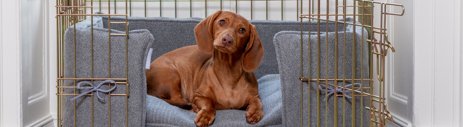 Beds, Collars & Accessories For Dachshunds