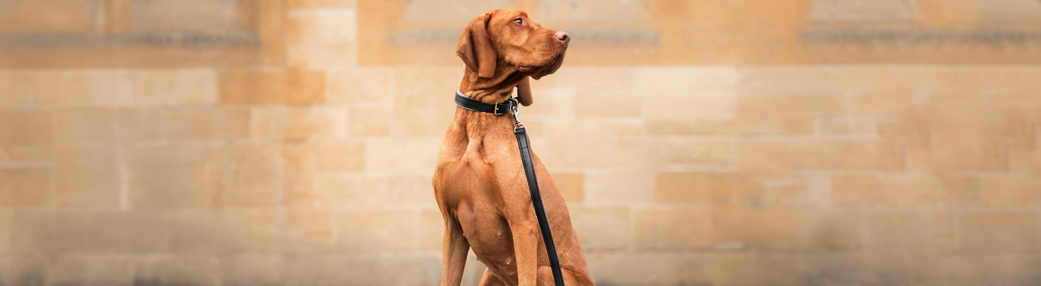 Lords & Labradors Dog Walking Accessories