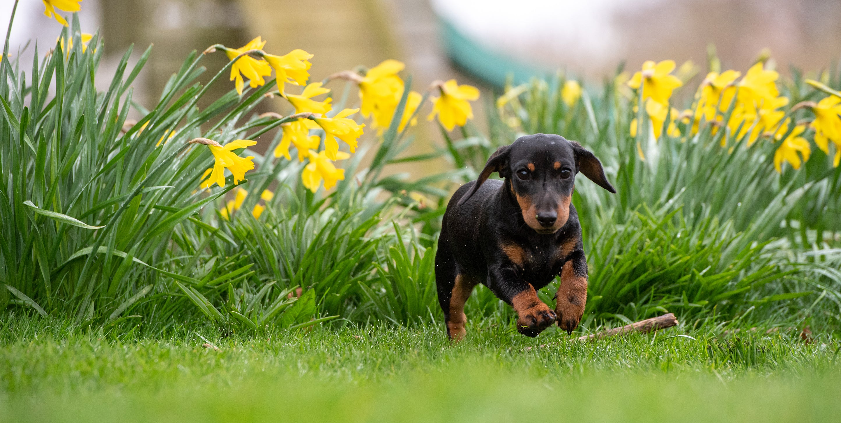 String Spring Dogs Spring Favourites For Dogs | Top Spring Dog Walks | Lords & Labradors