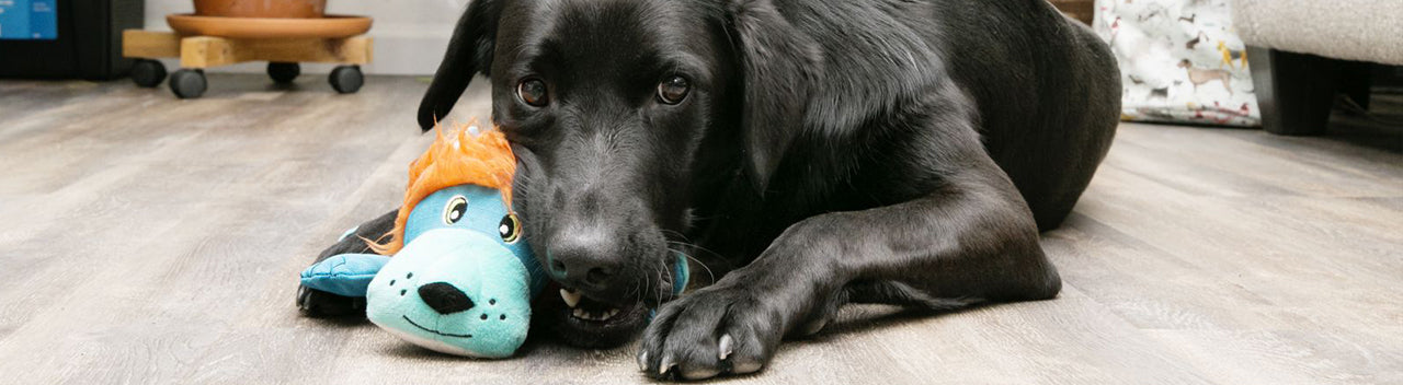 Why Your Dog Needs a Frozen Kong · The Wildest