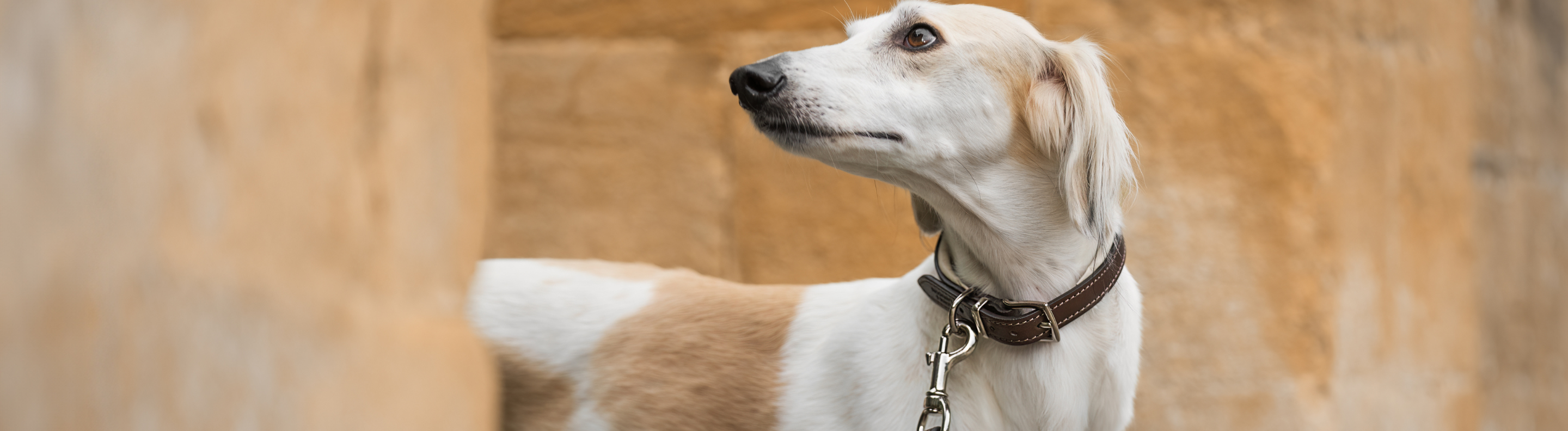 Lords & Labradors Padded Leather Walking Accessories