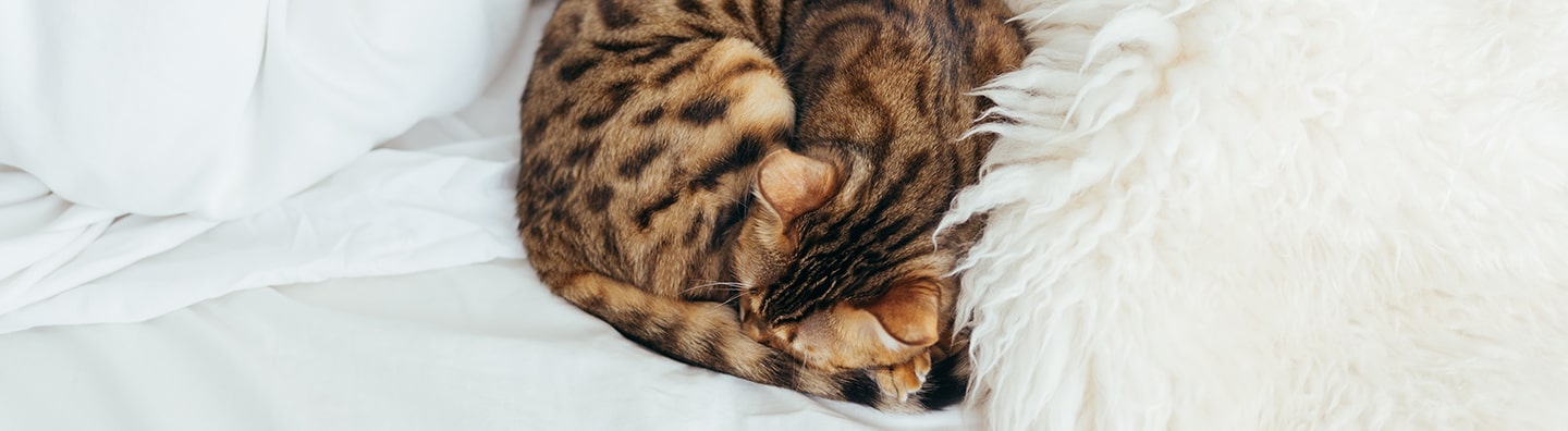 Luxury Cat Blankets