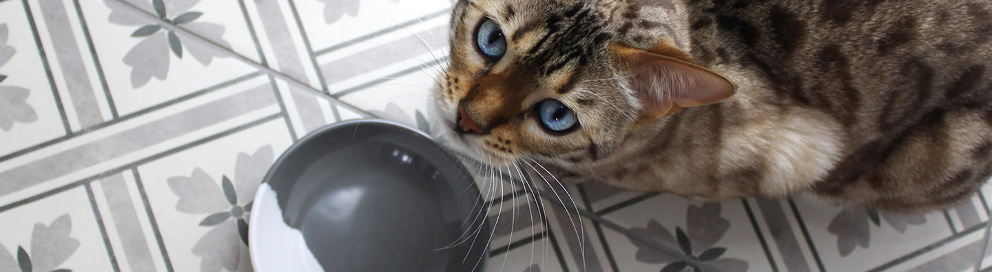 Luxury Cat Bowls