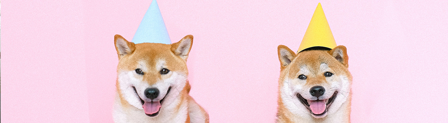 Dog Birthday & Party