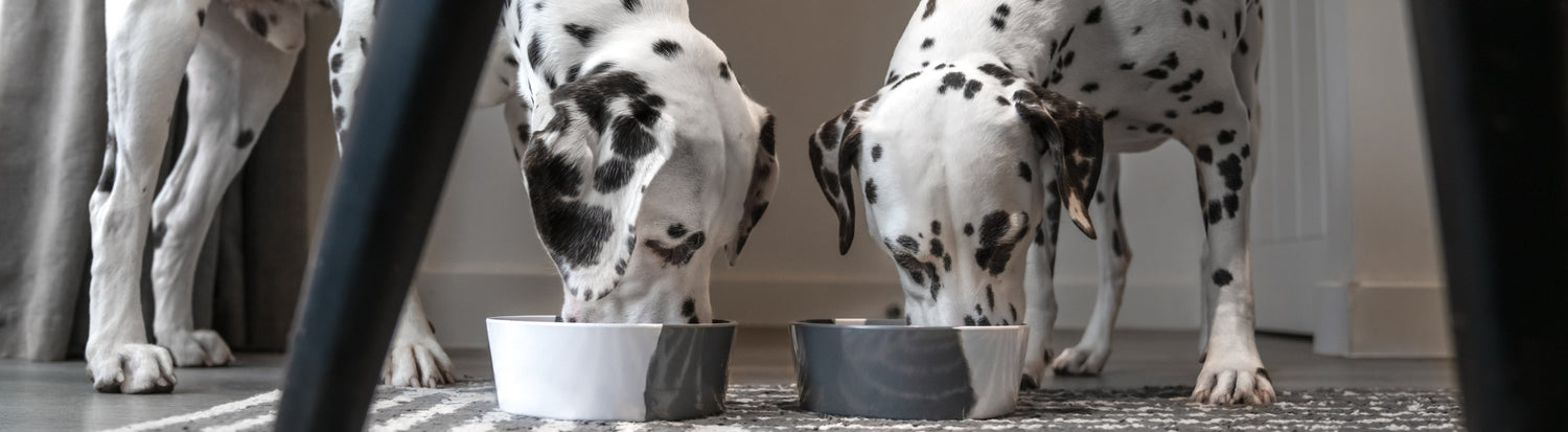 Designer Dog Bowls