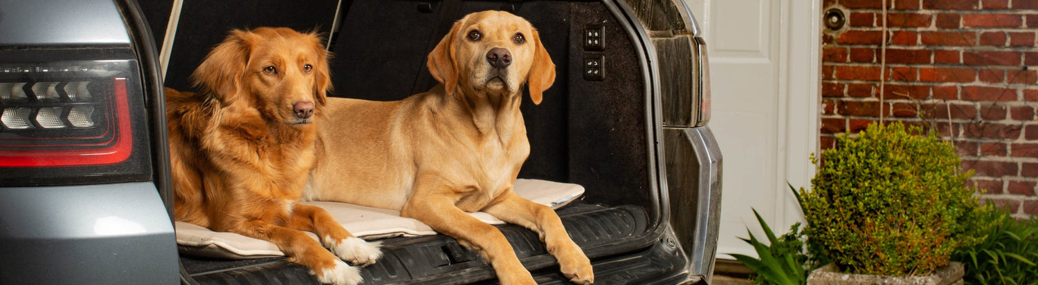 Dog Travel Accessories & Car Essentials
