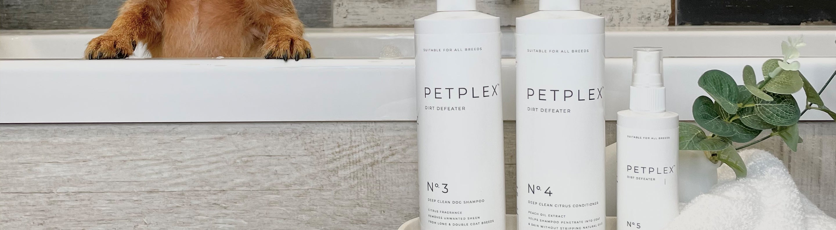 PetPlex – Lords & Labradors
