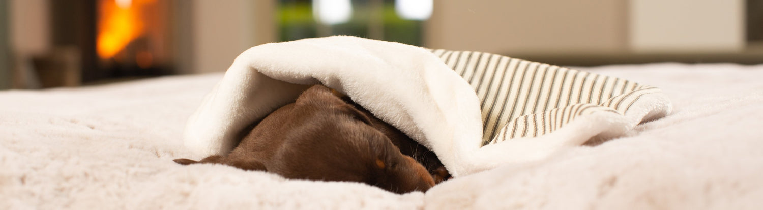 Luxury Puppy Blankets and Comforters
