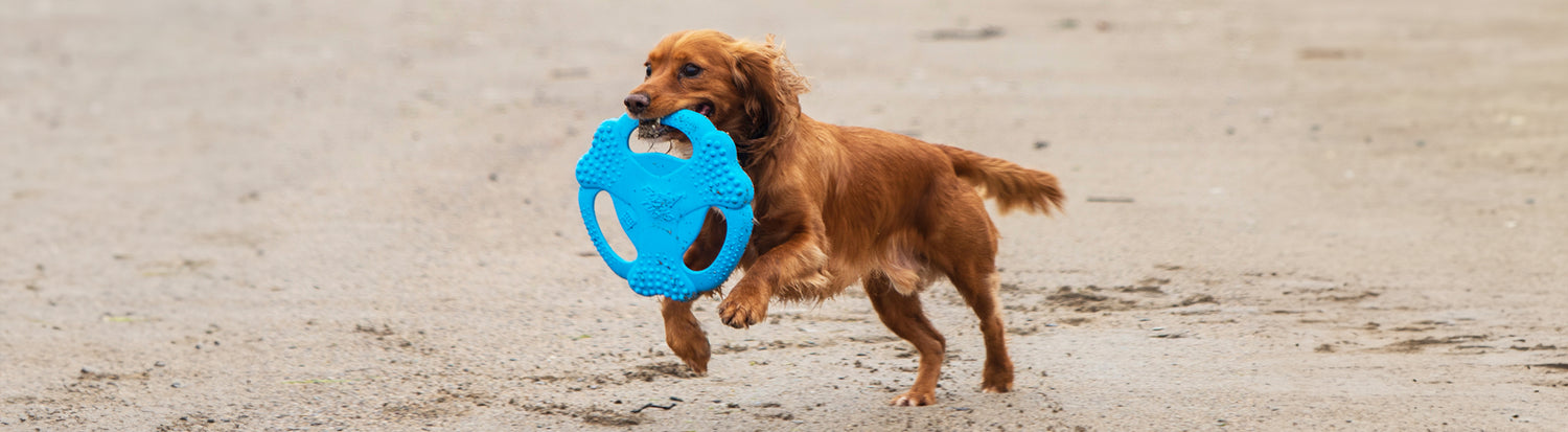 Dog Throwing Balls & Toys