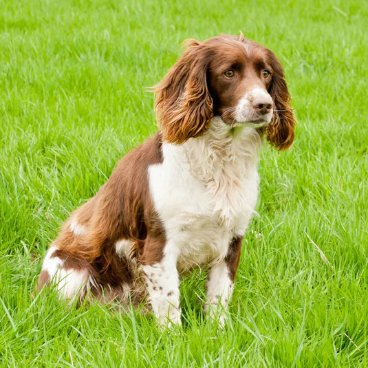 Best shampoo sales for springer spaniels