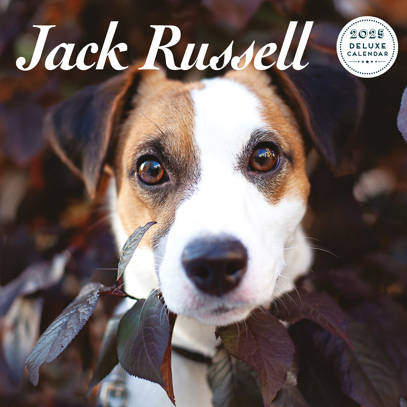 Jack Russell 2025 Deluxe Calendar Gifting Lords & Labradors Jack Russell Calendar 2025