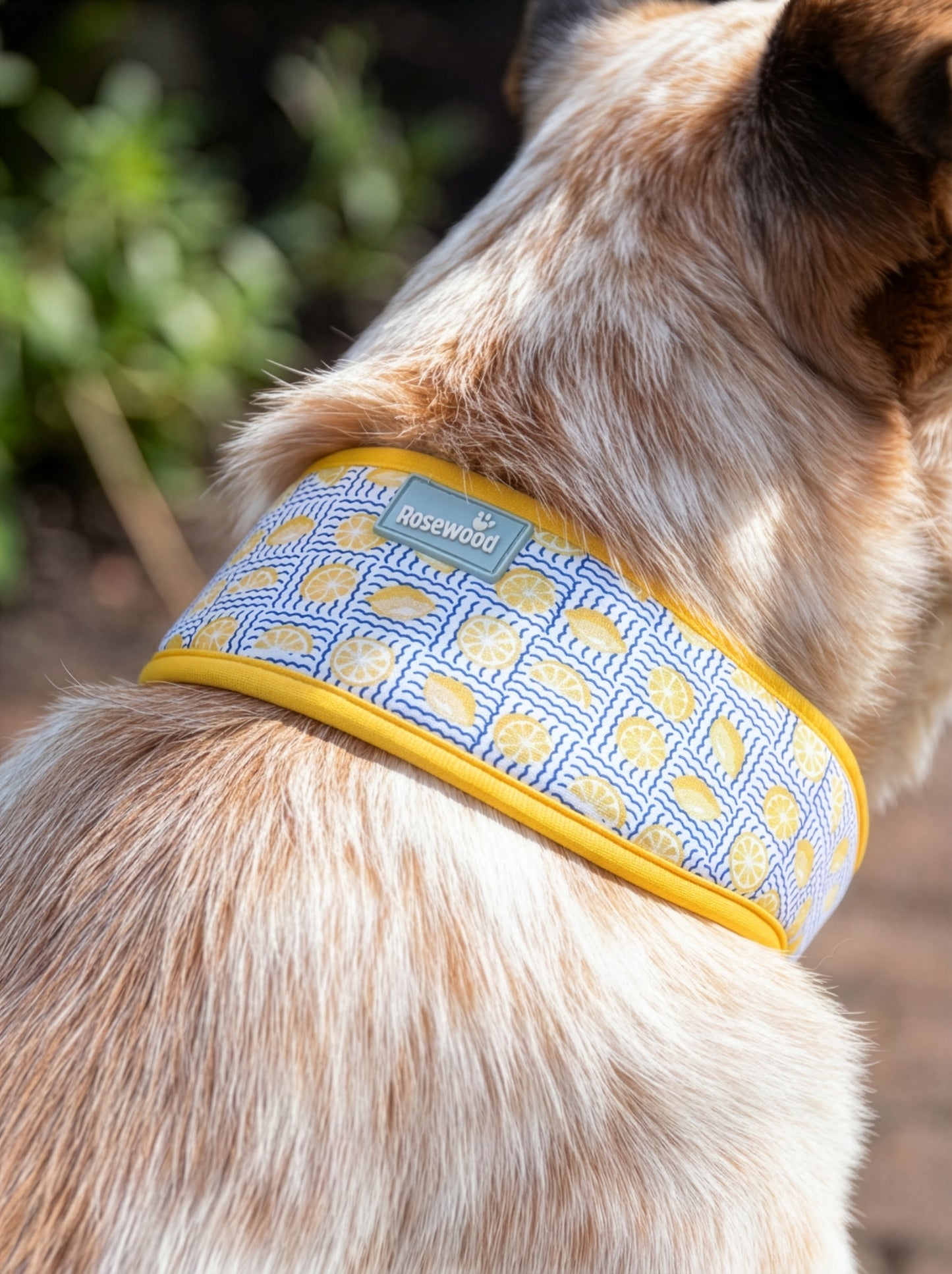 Lemon Cooling Collar