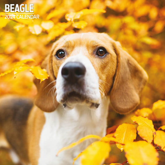 Beagle Traditional Calendar 2024