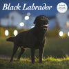 Black Labrador Deluxe Calendar 2024