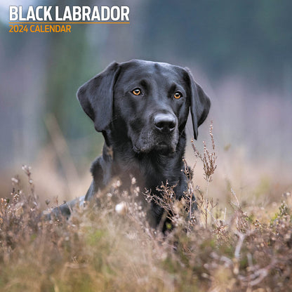 Black Labrador Traditional Calendar 2024