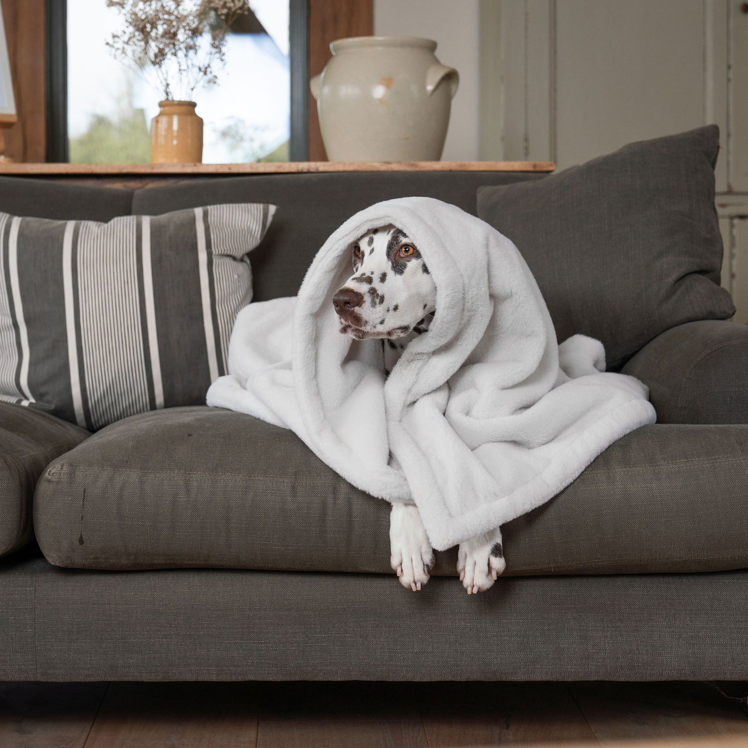 Puppy Calming