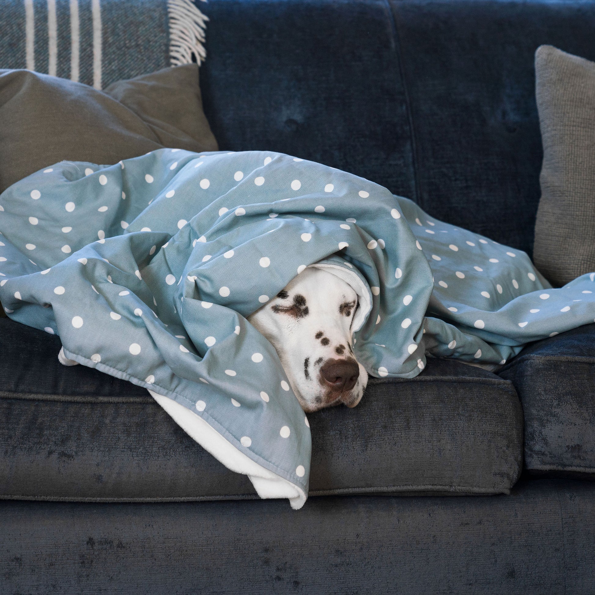  Discover Our Luxurious Dog Blanket In Stunning Duck Egg Spot, The Perfect Blanket For Puppies, Available To Personalise And In 2 Sizes Here at Lords & Labradors