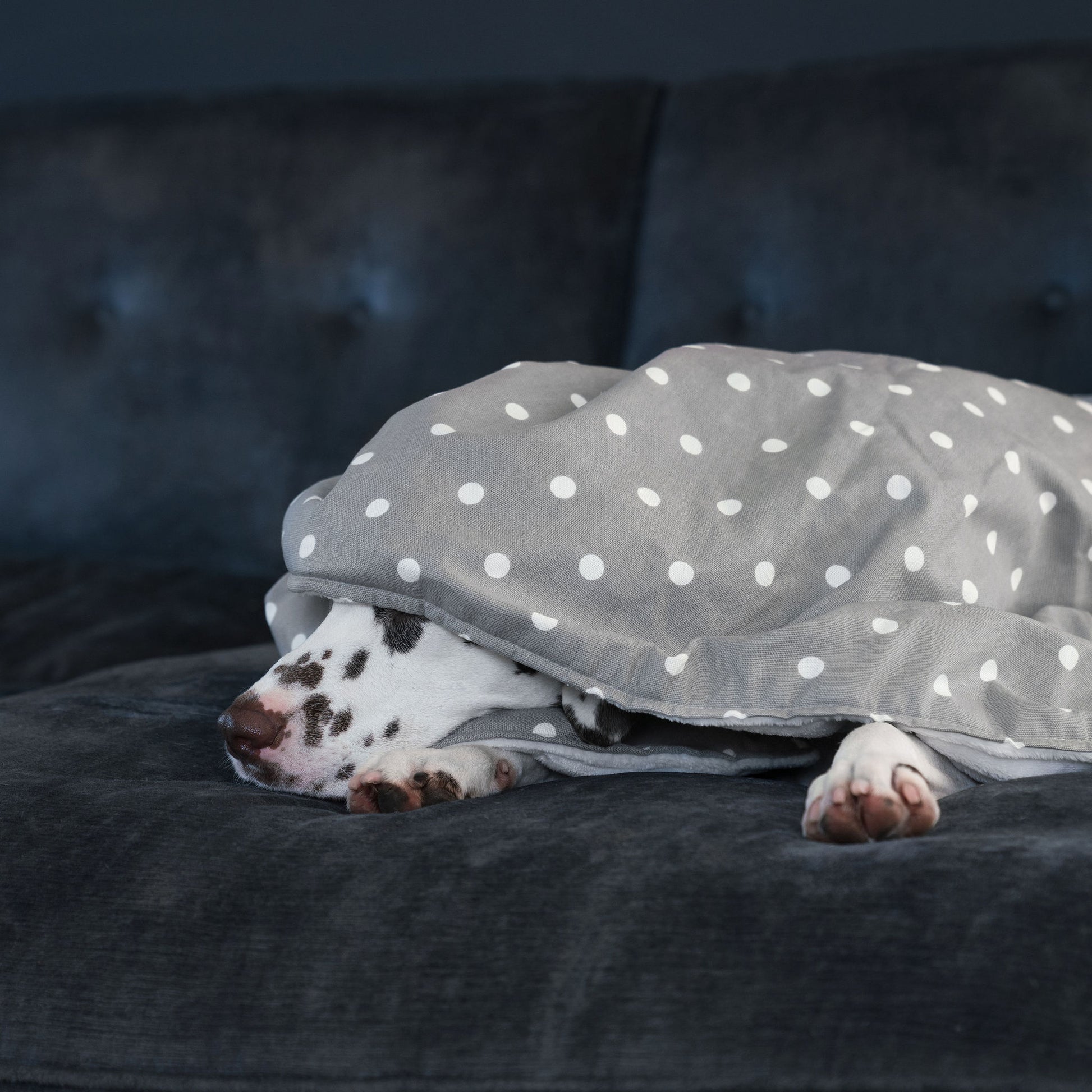  Discover Our Luxurious Dog Blanket In Stunning Grey Spot, The Perfect Blanket For Puppies, Available To Personalise And In 2 Sizes Here at Lords & Labradors