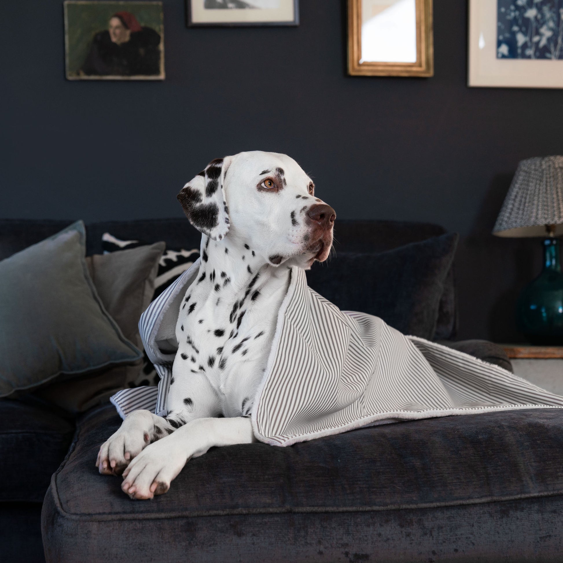  Discover Our Luxurious Dog Blanket In Stunning Regency Stripe, The Perfect Blanket For Puppies, Available To Personalise And In 2 Sizes Here at Lords & Labradors