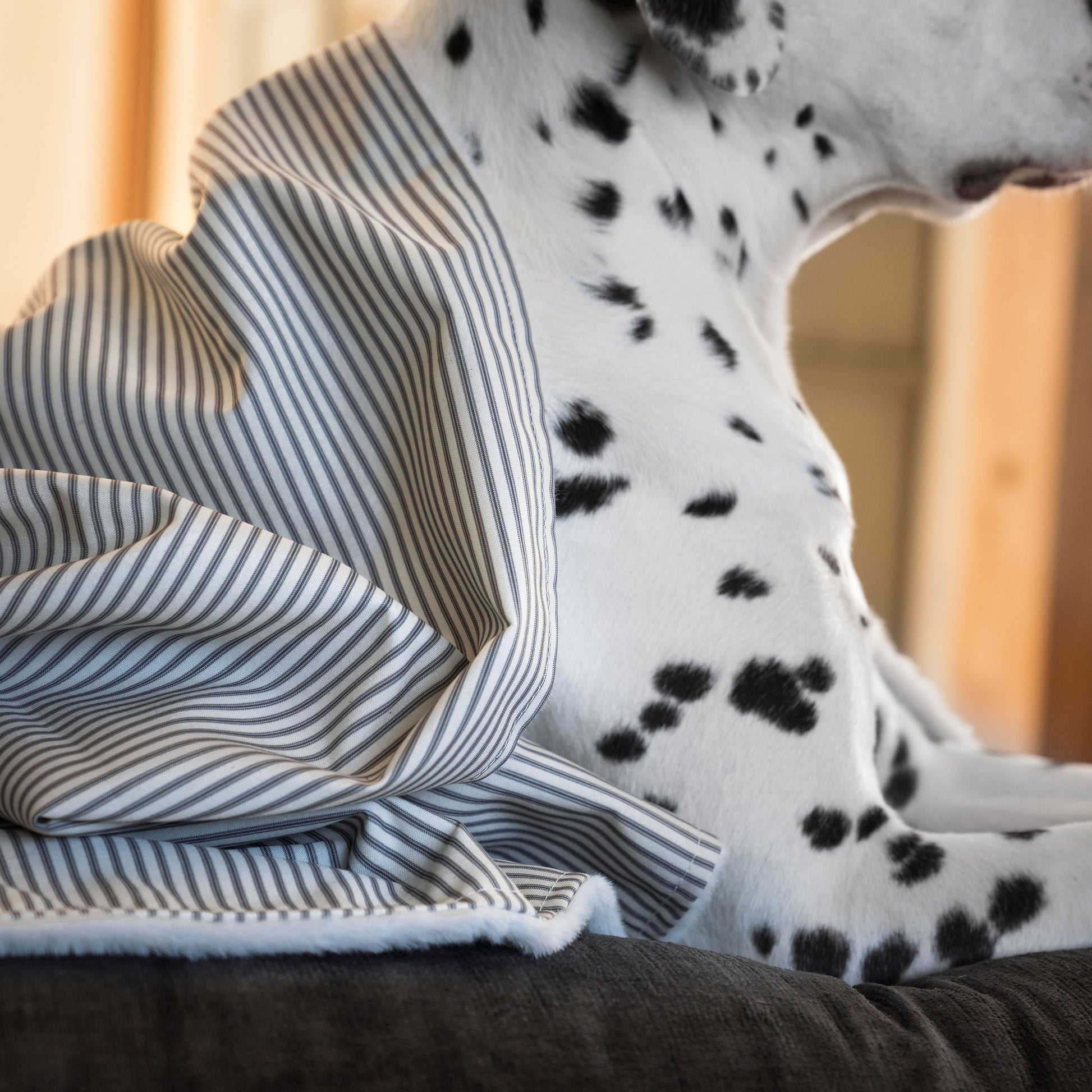  Discover Our Luxurious Dog Blanket In Stunning Regency Stripe, The Perfect Blanket For Puppies, Available To Personalise And In 2 Sizes Here at Lords & Labradors