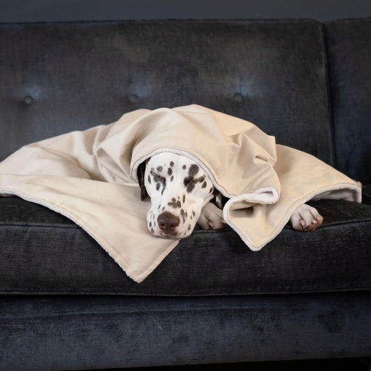  Discover Our Luxurious Savanna Bone Dog Blanket With Super Soft Sherpa & Teddy Fleece, The Perfect Blanket For Puppies, Available To Personalise And In 2 Sizes Here at Lords & Labradors