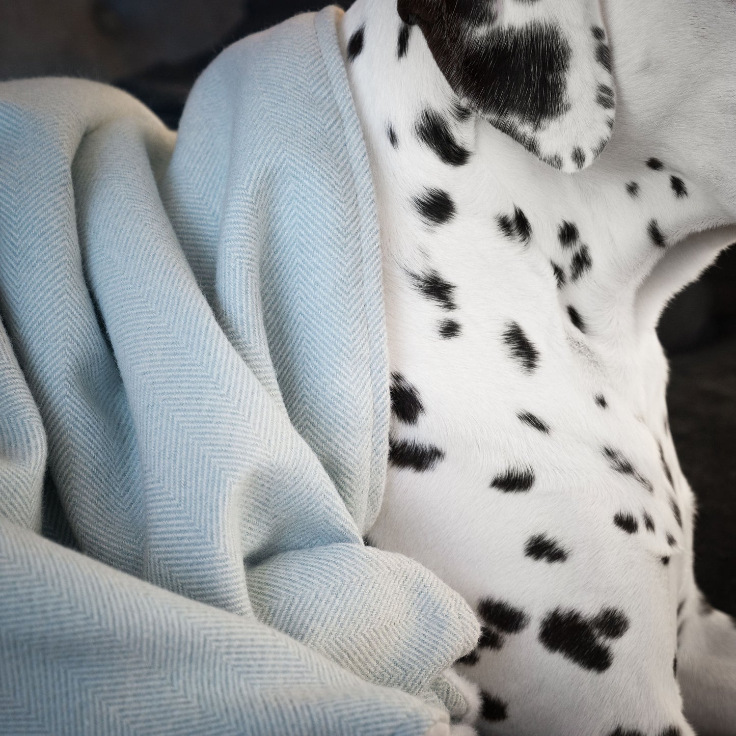Discover Our Luxurious Duck Egg Herringbone Tweed Dog Blanket With Super Soft Sherpa & Teddy Fleece, The Perfect Blanket For Puppies, Available To Personalise And In 2 Sizes Here at Lords & Labradors