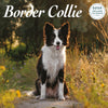 Border Collie Deluxe Calendar 2024