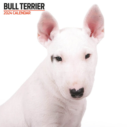 Bull Terrier Modern Calendar 2024