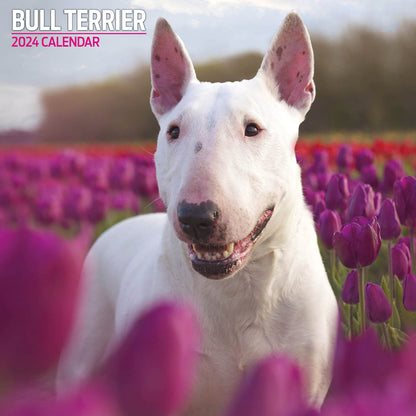 Bull Terrier Traditional Calendar 2024