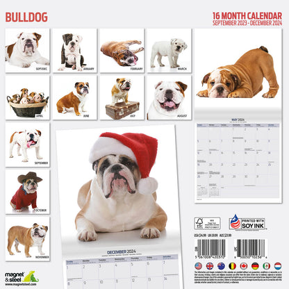 Bulldog Modern Calendar 2024
