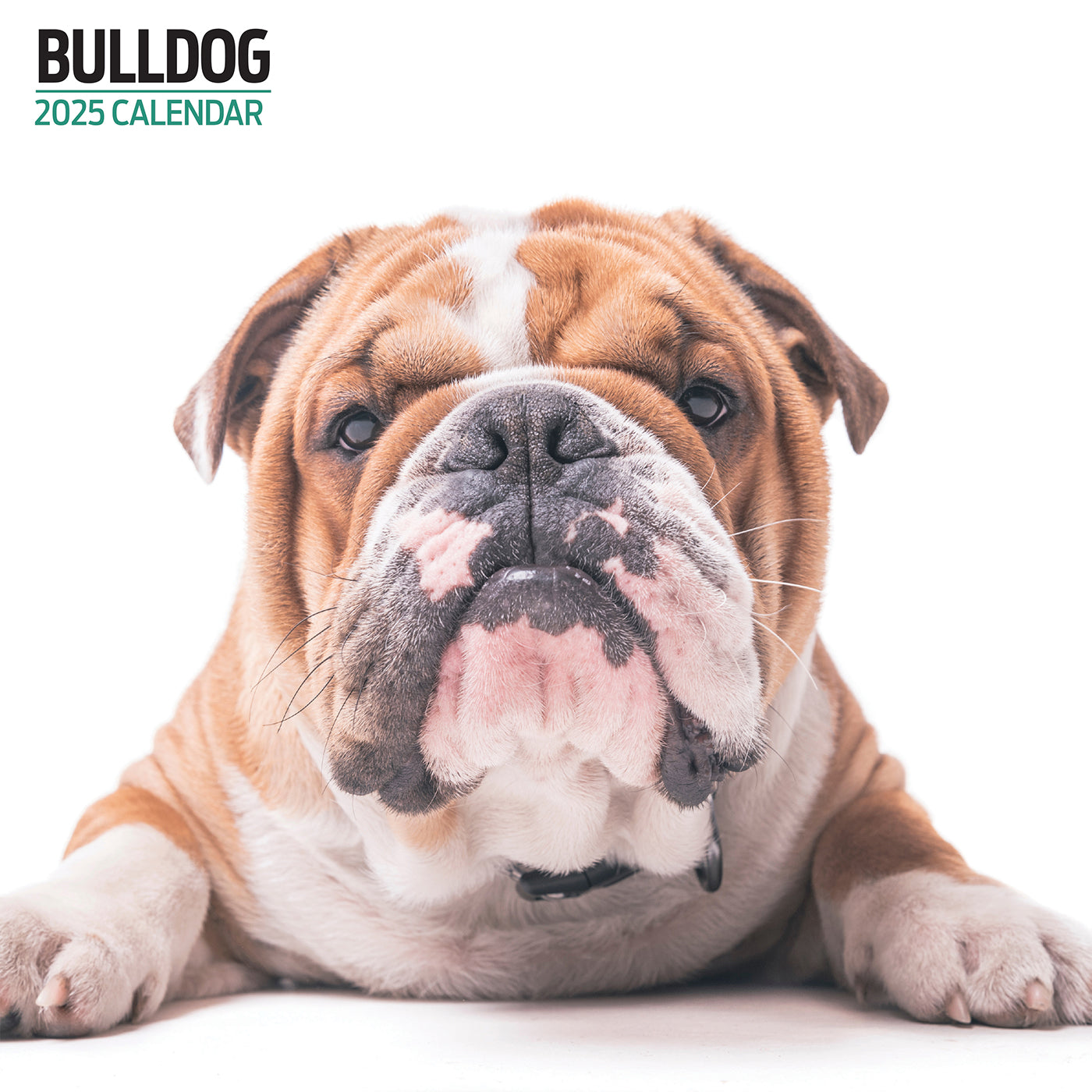 English Bulldog 2025 Calendar Ronda Chrystal English Bulldog Calendar 2025