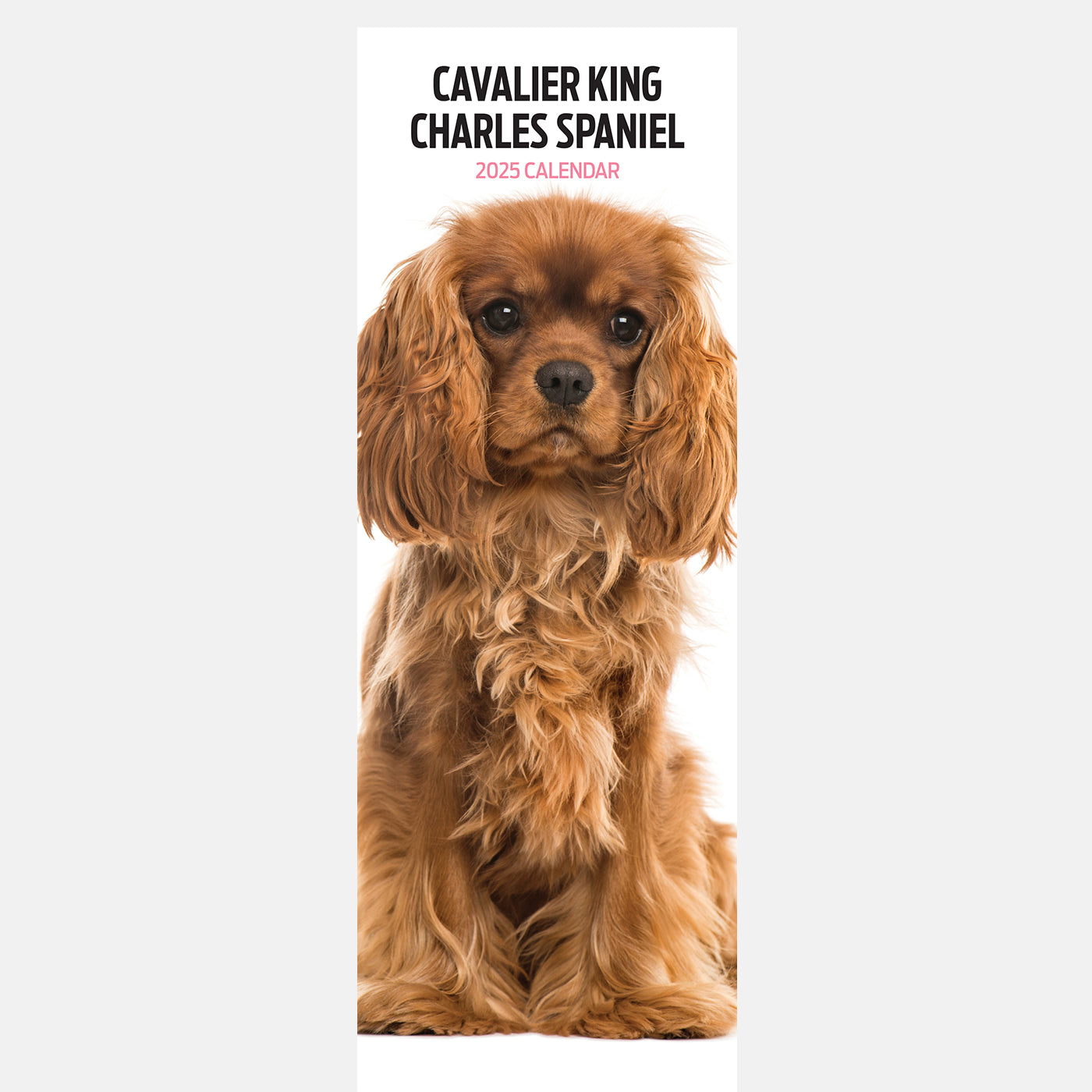 Cavalier King Charles Slim Calendar 2025 Lords Labradors Cavalier King Charles Slim Calendar 2025 Lords Labradors