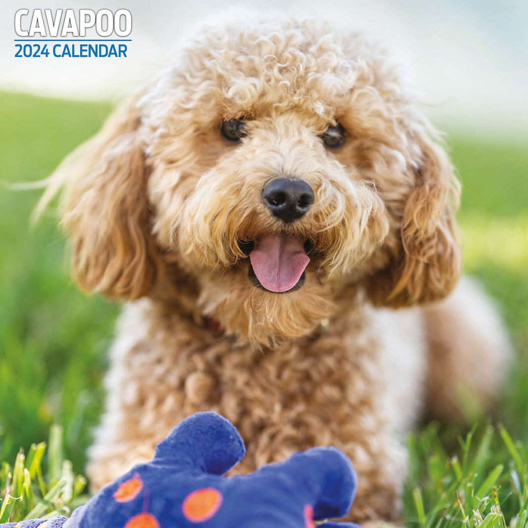 Santa's Grotto | Christmas Accessories for Pets | Lords & Labradors