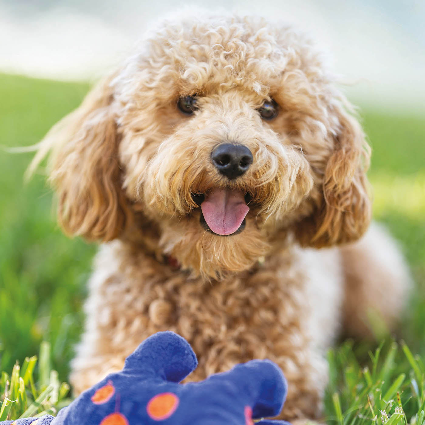 Cavapoo accessories store