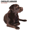 Chocolate Labrador Modern Calendar 2024