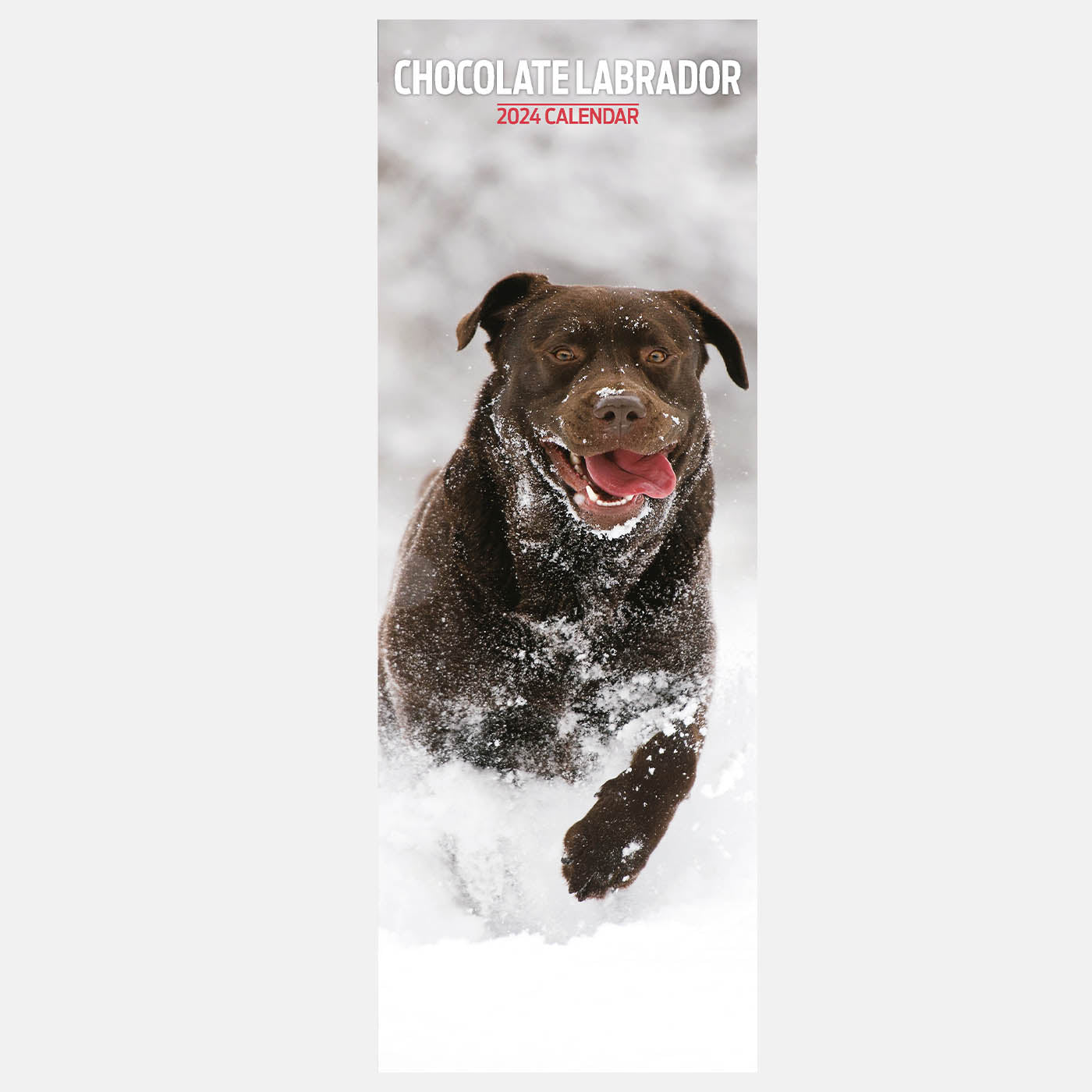 Chocolate Labrador Slim Calendar 2024