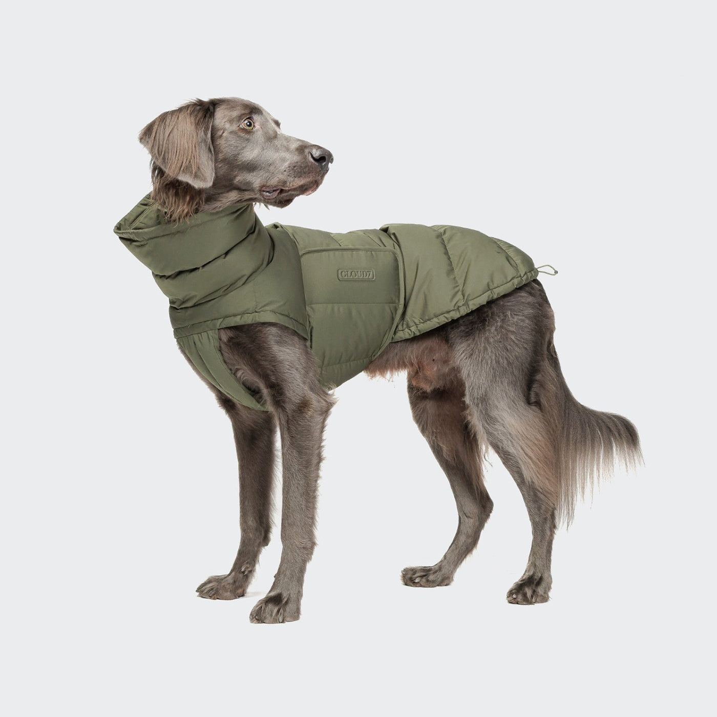 Cloud7 Alaska Dog Coat Light Olive | Dog Clothing | Lords & Labradors