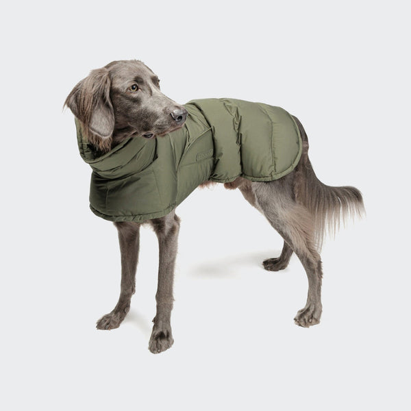 Cloud7 Alaska Dog Coat Light Olive | Dog Clothing | Lords & Labradors