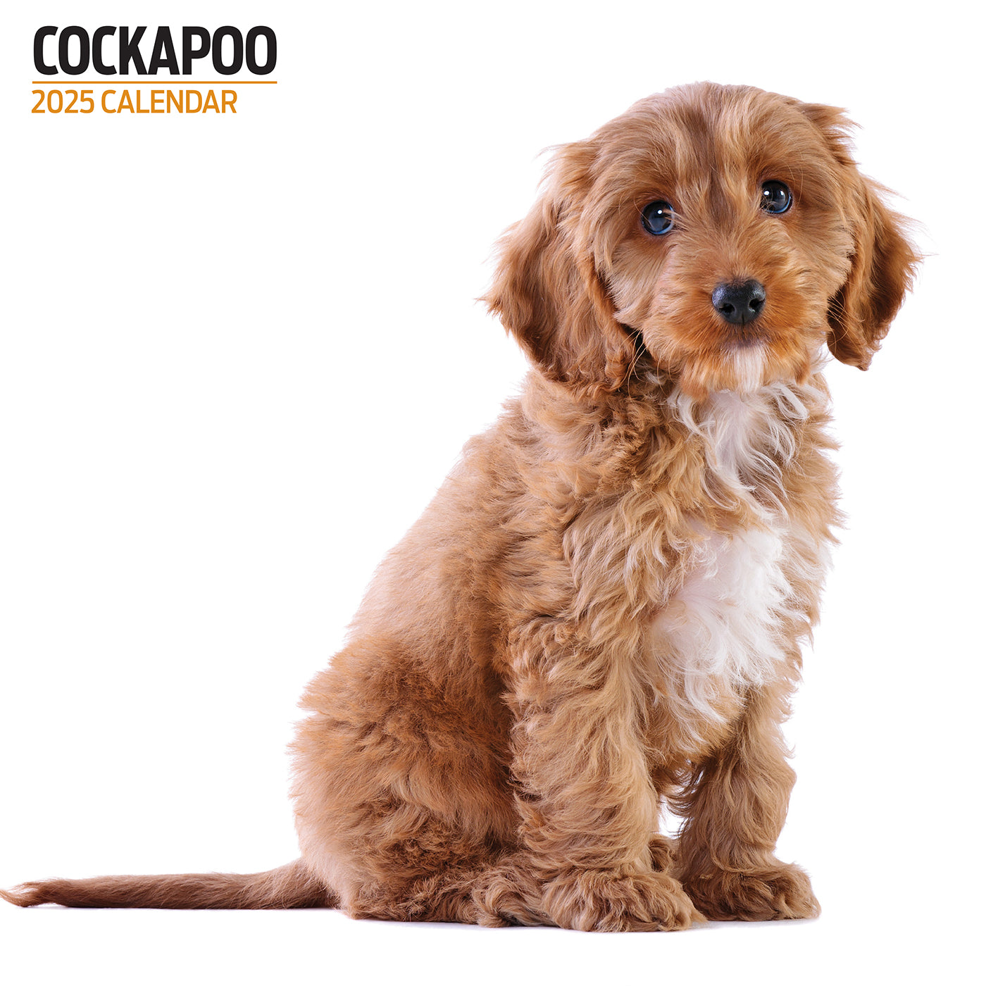 Cockapoo 2025 Modern Calendar | Gifting | Lords & Labradors