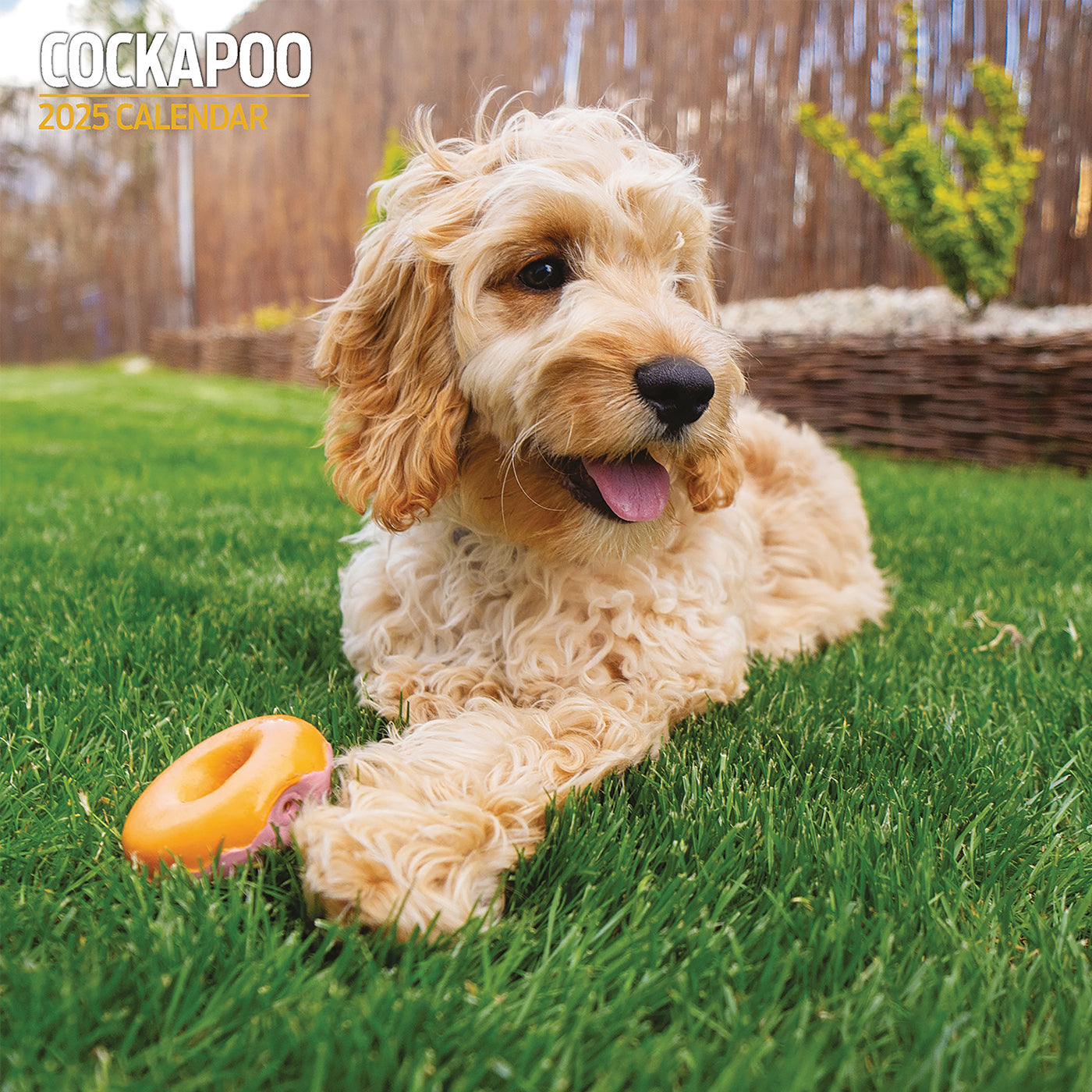 Cockapoo 2025 Traditional Calendar | Gifting | Lords & Labradors