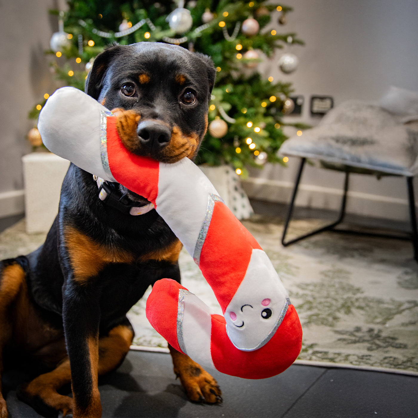 Dog Toys