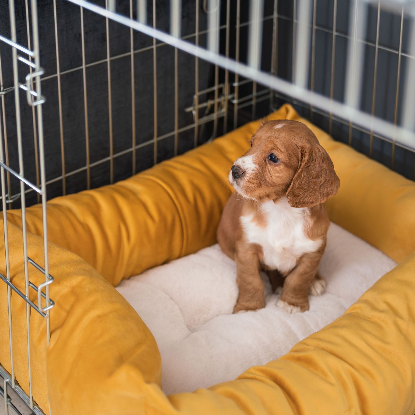 Picture of Dog Crate with Cosy & Calming Puppy Crate Bed in Saffron | Lords ...