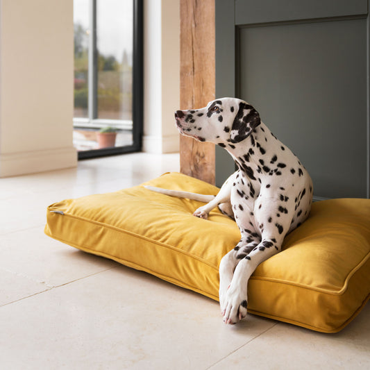 Dog Cushion in Saffron Velvet by Lords & Labradors