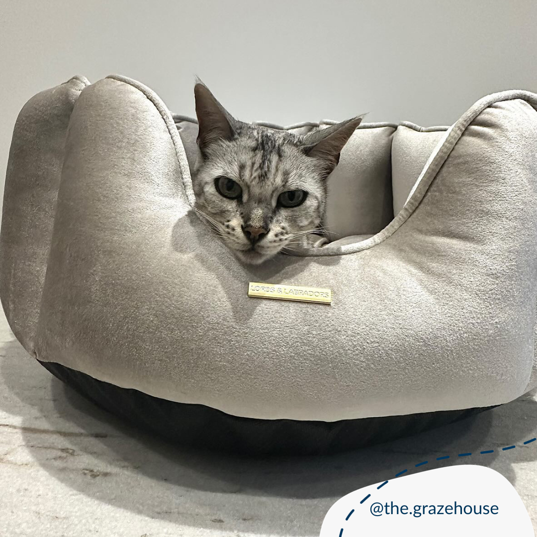 Discover Our Luxurious High Wall Velvet Bed For Cats, Featuring inner pillow with plush teddy fleece on one side To Craft The Perfect Cats Bed In Stunning Mushroom Velvet! Available To Personalise Now at Lords & Labradors 
