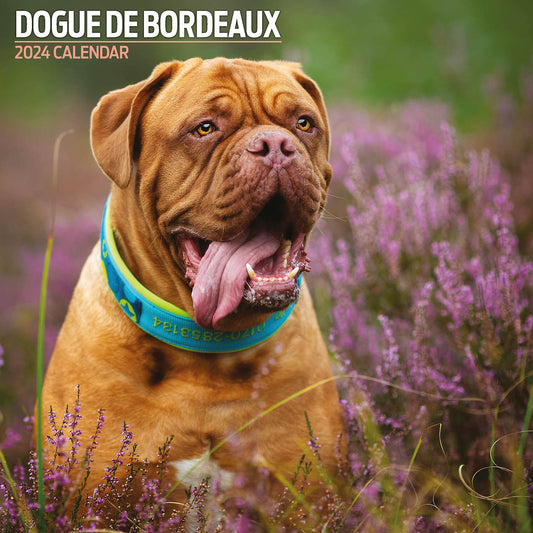 Dogue De Bordeaux Traditional Calendar 2024