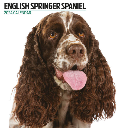 English Springer Spaniel Modern Calendar 2024