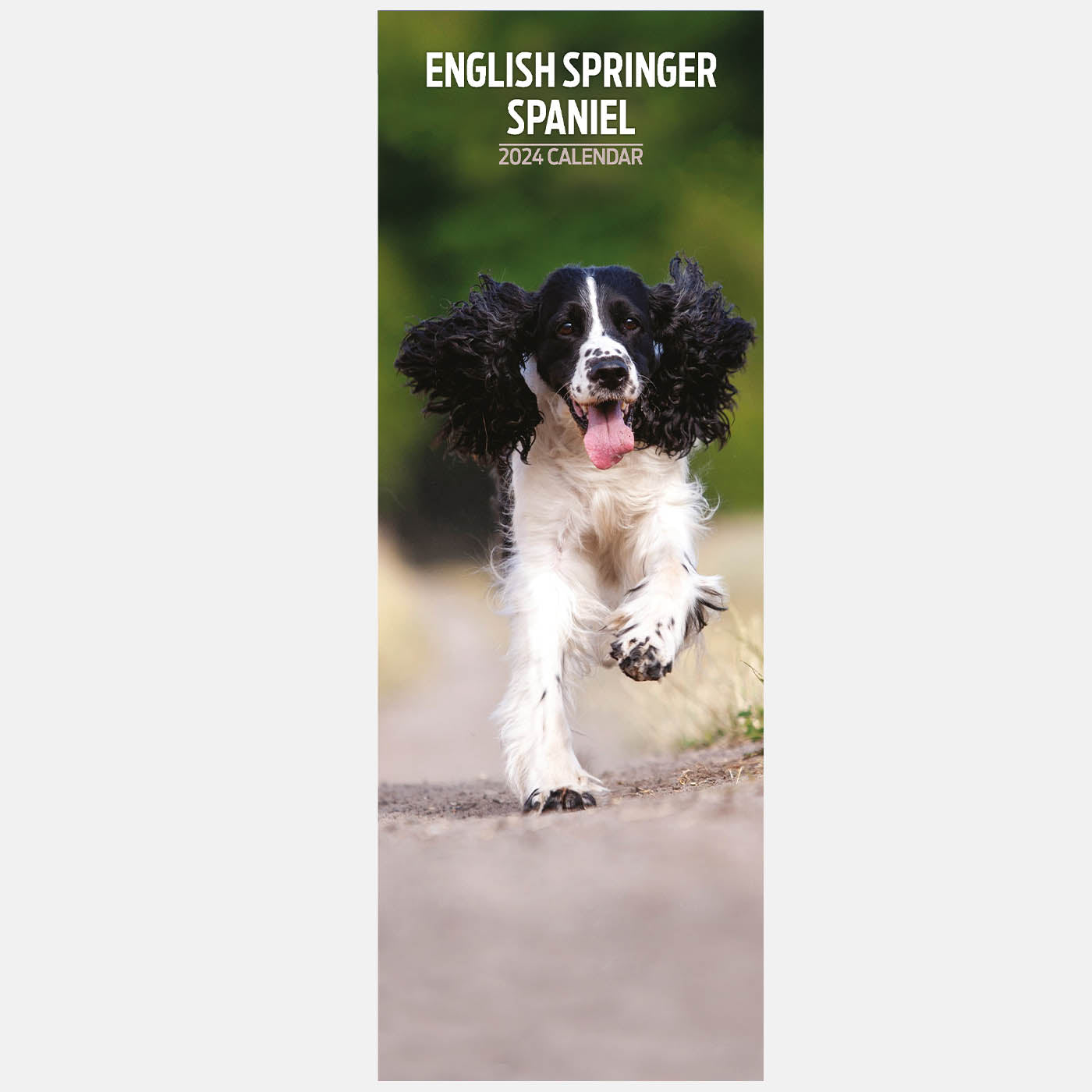 English Springer Spaniel Slim Calendar 2024