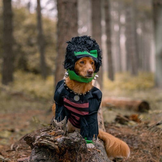 Frankenpup Dog Costume